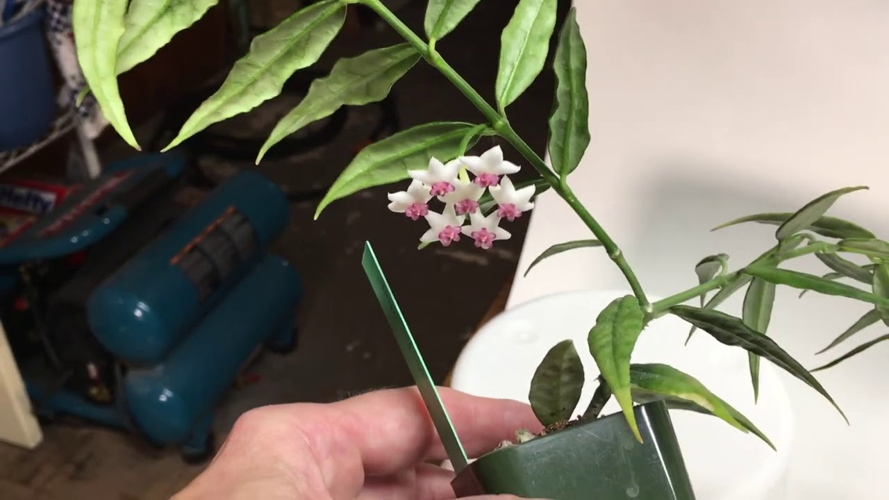 A Few More Words On Hoya Bella
