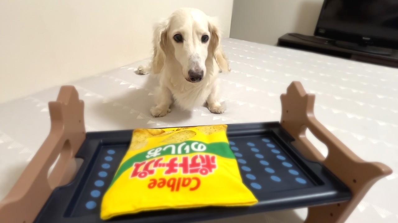 ポテチをご飯に出されて不服そうな愛犬が可愛すぎるww