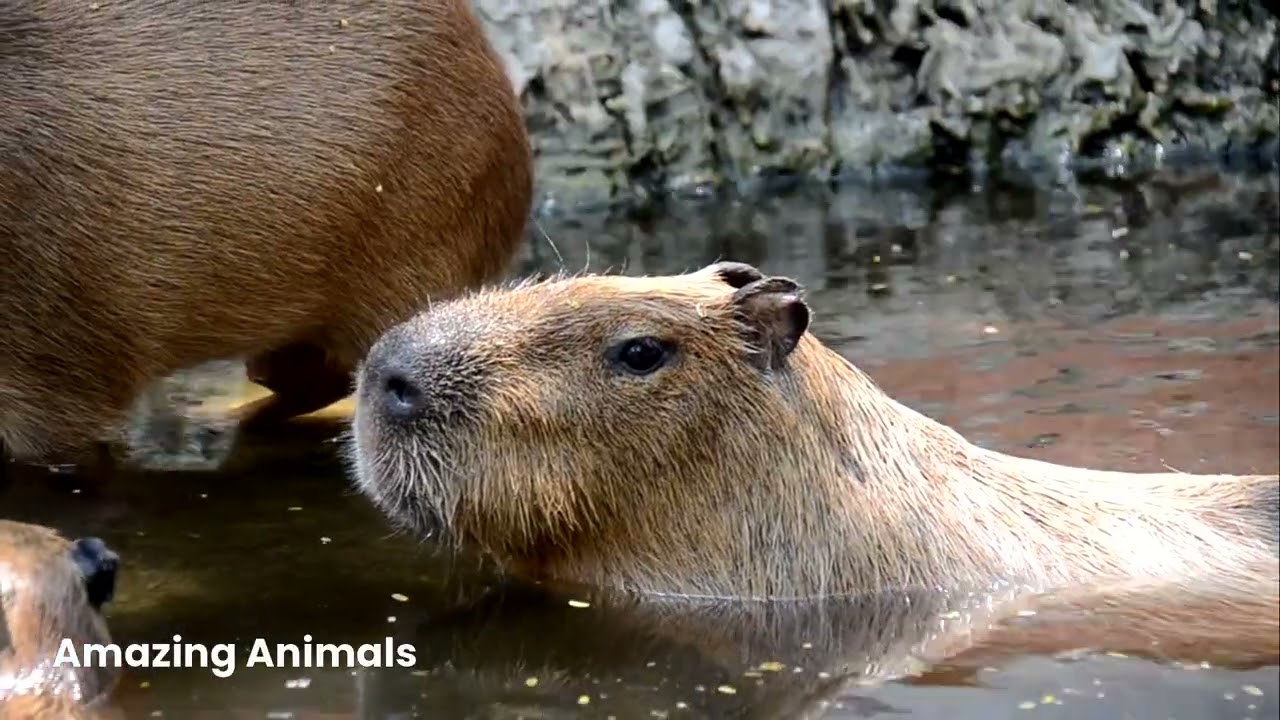Capybara The Chillest Animal on Earth!