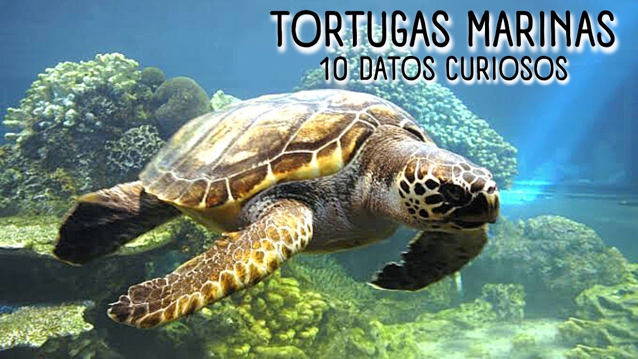 LAS TORTUGAS MARINAS 🐢  10 DATOS CURIOSOS de las Tortugas Marinas | Curiosidades de las #tortugas