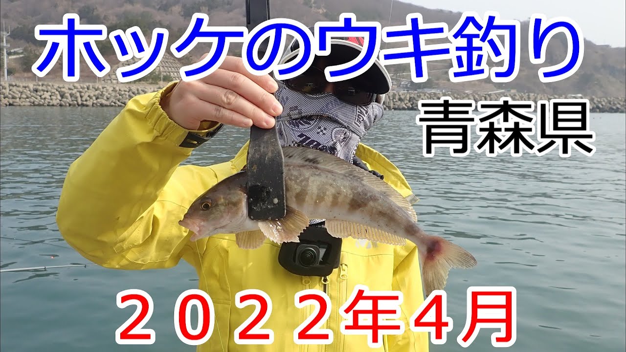 ホッケ釣り　2022年4月　爆釣　青森県　下前漁港　ウキ釣り