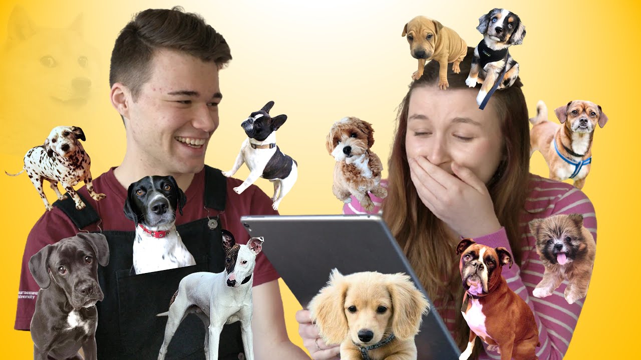 CROSSBREED Dog Quiz! | Ads & Megs