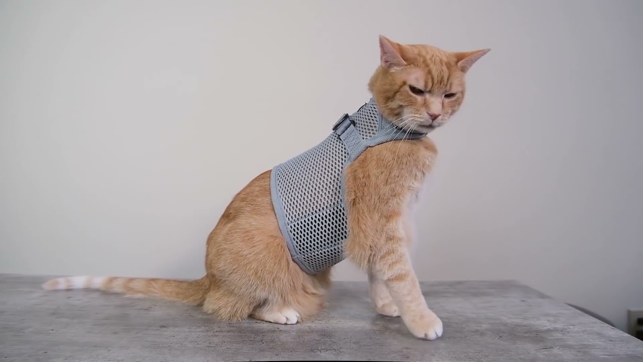 Sleepypod Martingale Cat Harness Review (We Tried It)