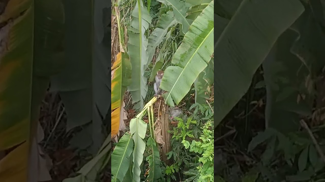 melepaskan monyet  peliharaan kehabitat asal nya ..yak ni hutan 😭😭