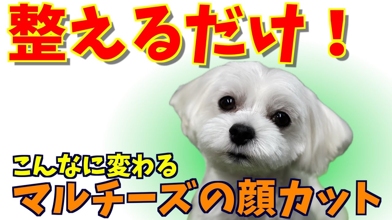 整えるだけでこんなに変わる！マルチーズの顔カット
