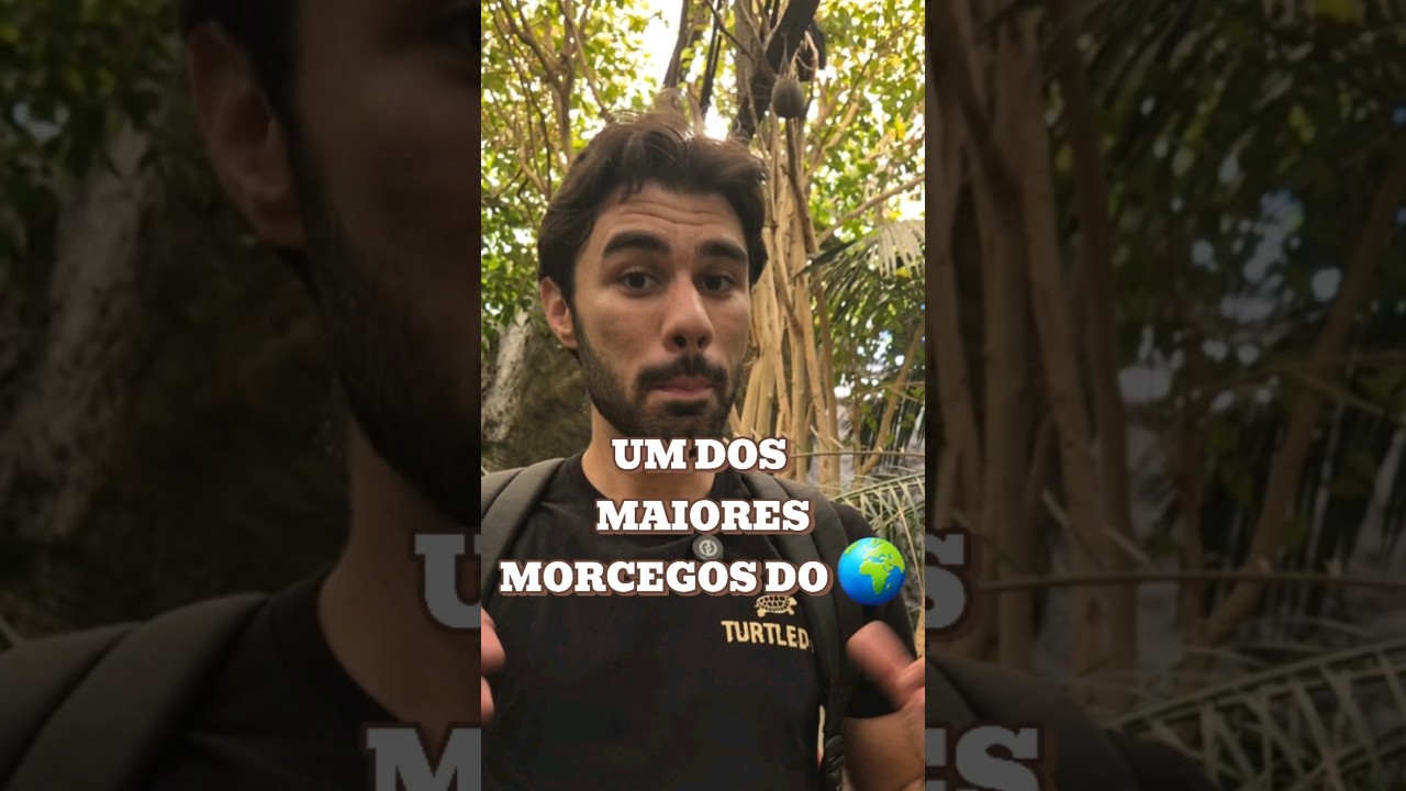 Um dos maiores morcegos do mundo! A raposa-voadora-gigante (Pteropus vampyrus)! #biologia