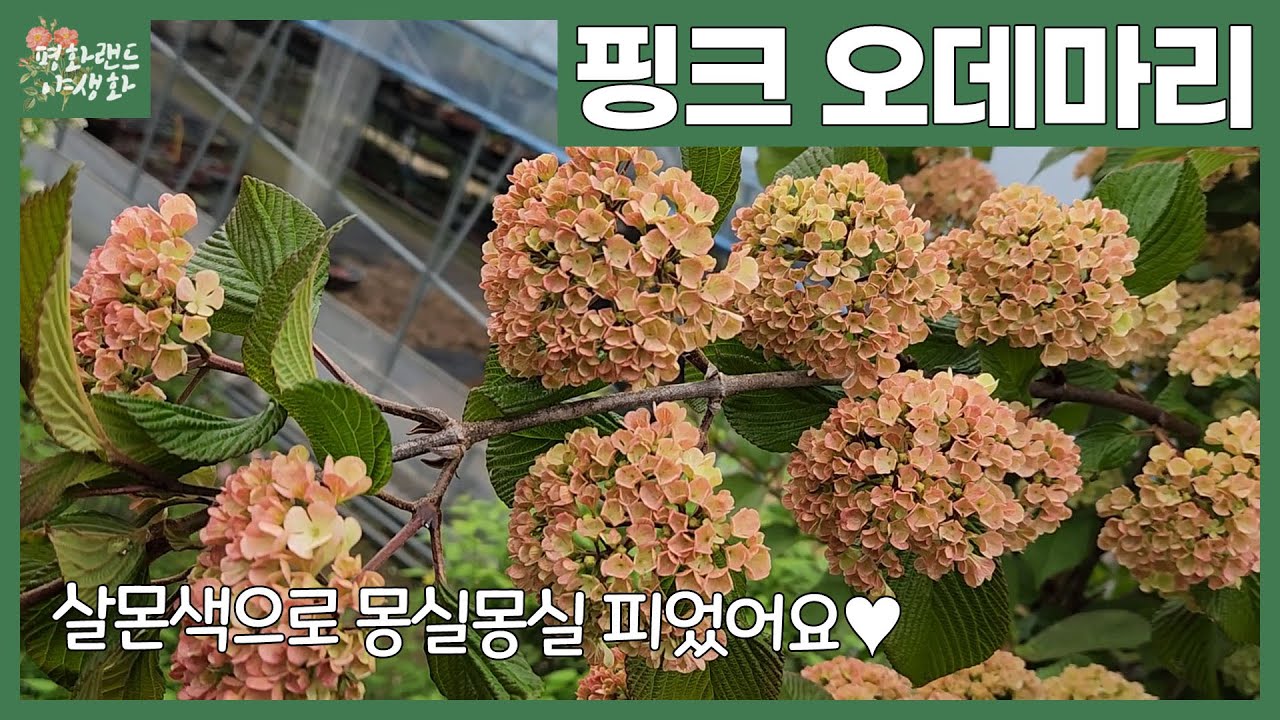 [봄꽃] 10년 키웠더니 꽃으로 효도하네~ 핑크 오데마리