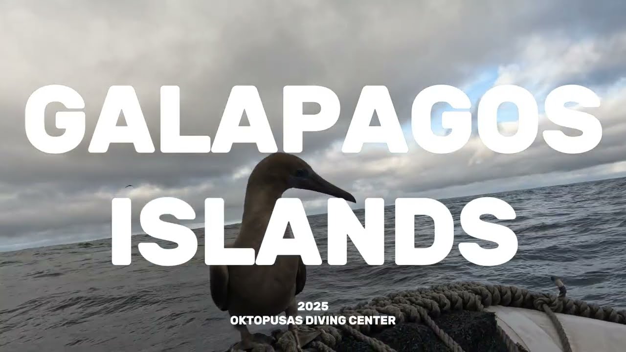 Diving in Galapagos 2025 D.C Oktopusas Lithuania