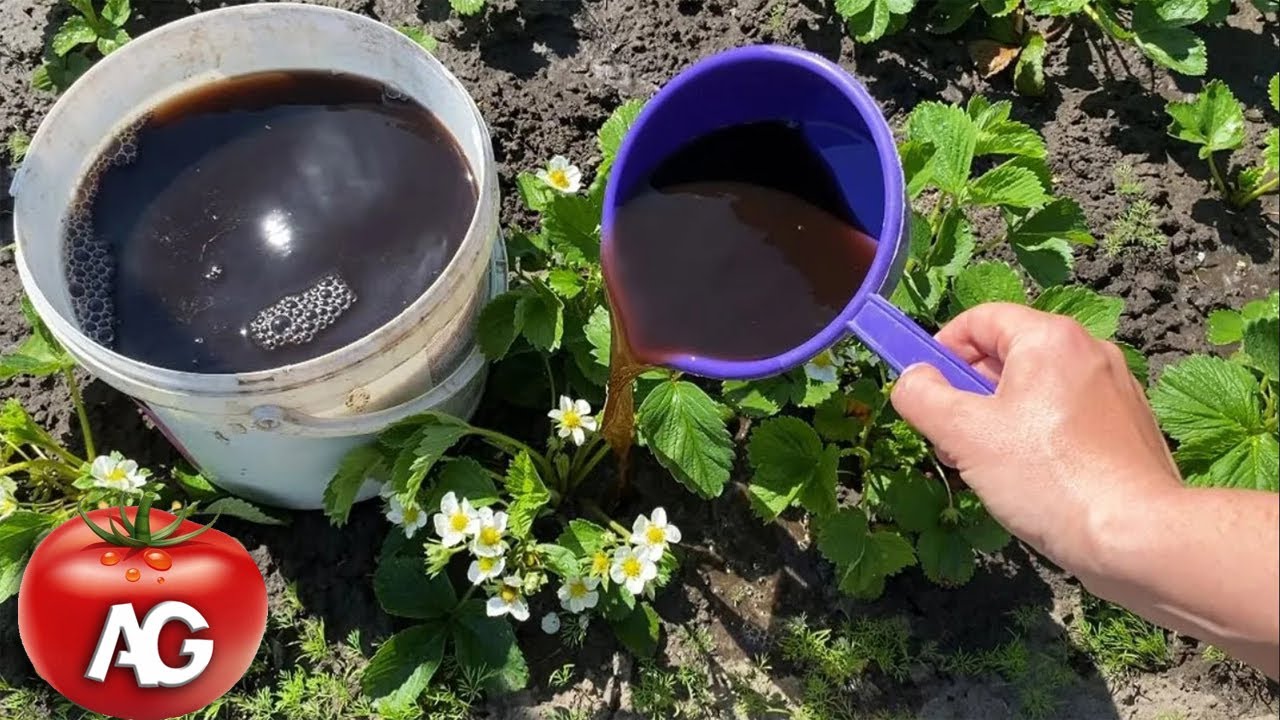 There will be a lot of strawberries! Watering strawberries with this during flowering! A large and s