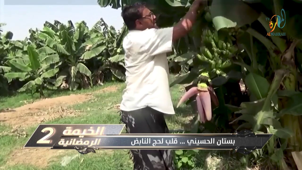 تقرير:  بستان الحسيني .. قلب لحج النابض  #الخيمة_الرمضانية2