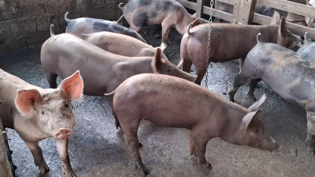 COMPRAMOS 4 LEITOA BOA PRA ENGORDA