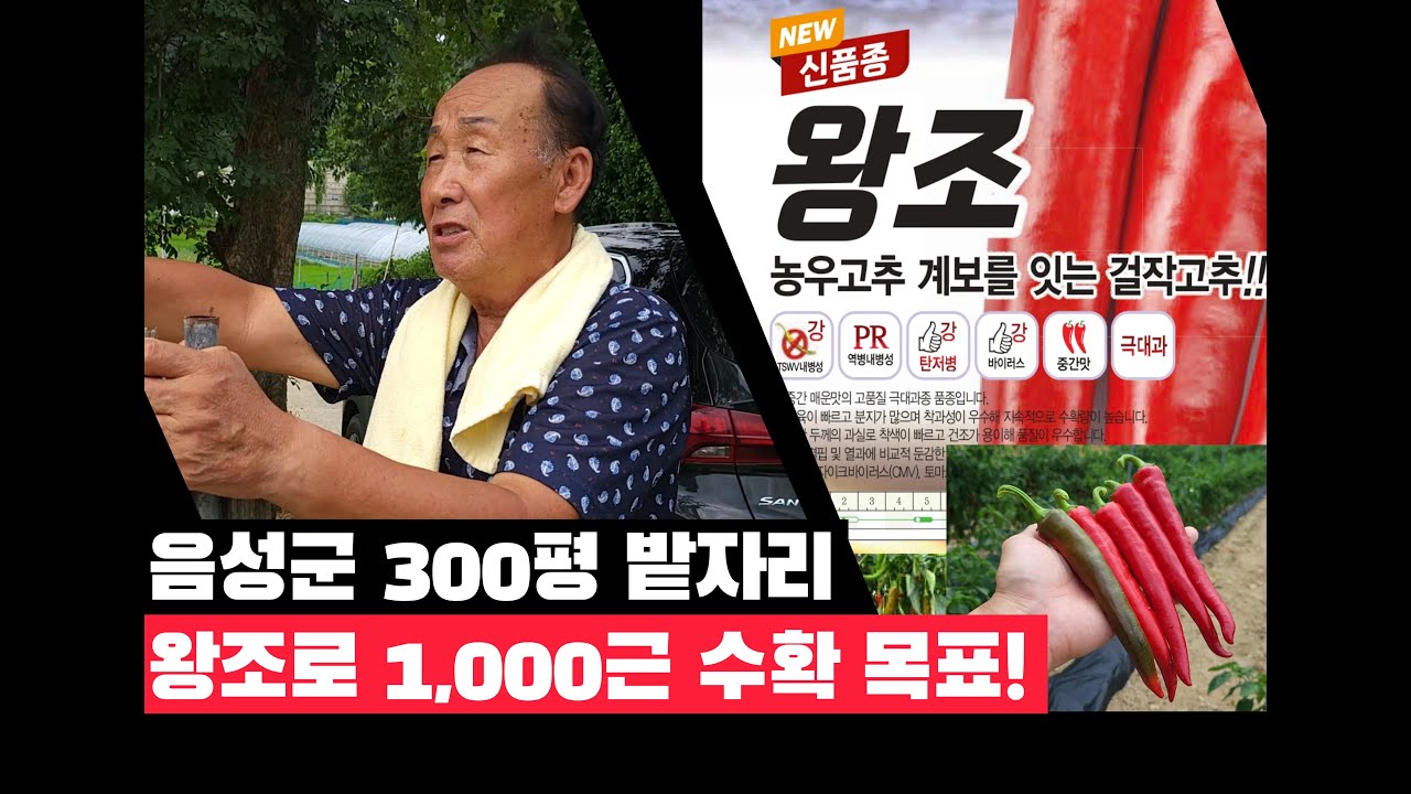 음성군 고추 1,000근 수확하는 남자 / 고추 건조기 250근 44단 규모