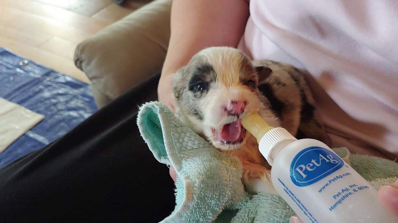 Border Aussie Puppies Day 18 BONUS