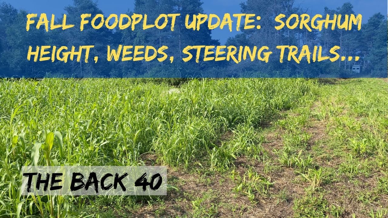 Fall Foodplot Update:  Sorghum, Weed Control, Steering Trails, and more...