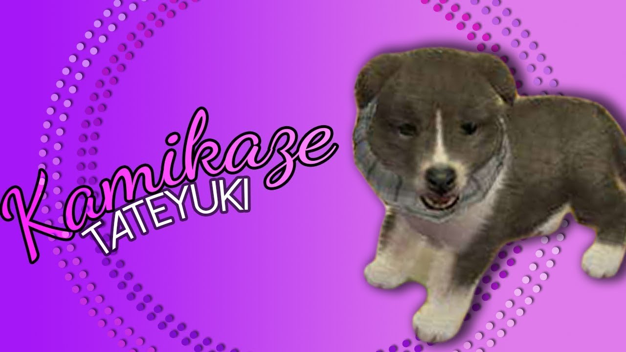 𝙠𝙖𝙢𝙞𝙠𝙖𝙯𝙚 𖧷 tateyuki