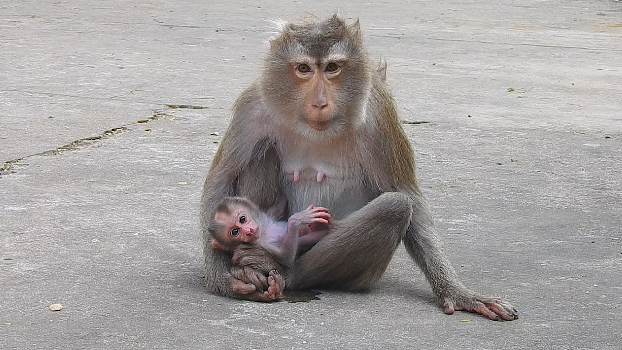 A Beautiful Beginning: Mother Monkey and Newborn Baby