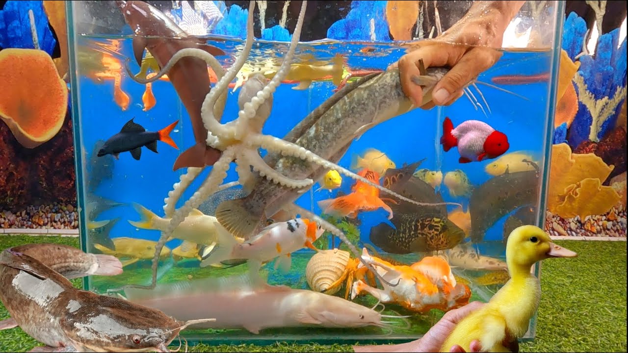 Tổng hợp các video cá cảnh đẹp, động vật dễ thương, vịt, bạch tuộc, cá da trơn, cá betta
