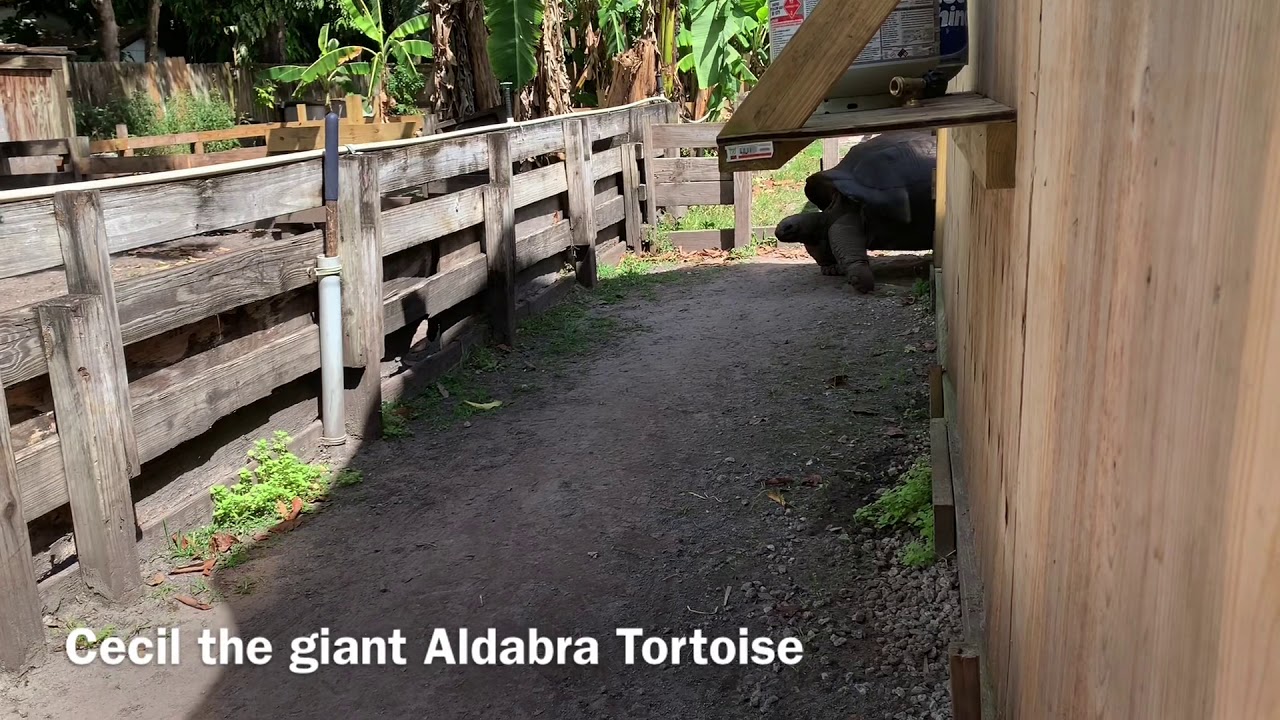Giant Aldabra Tortoises take the long walk home