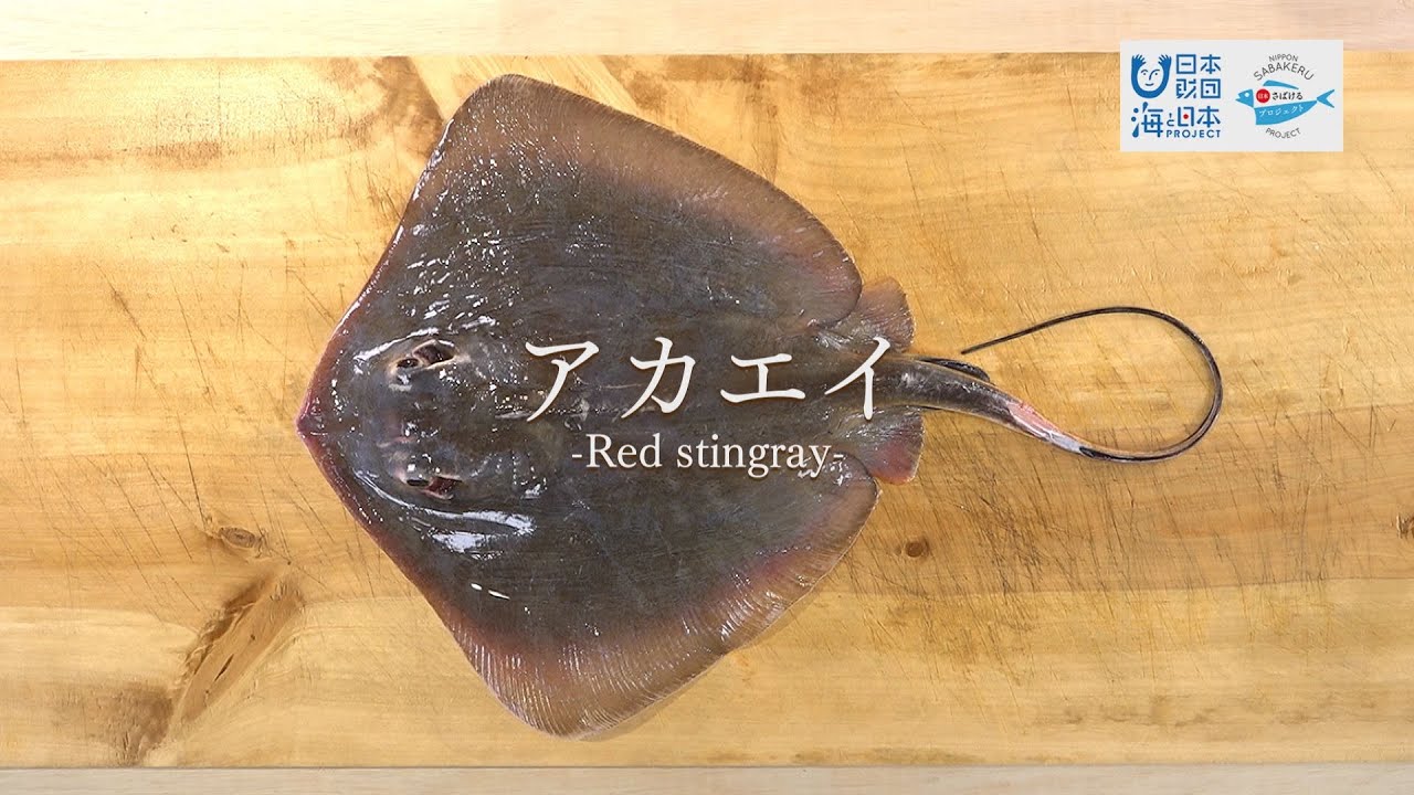 アカエイのさばき方 - How to filet  Red Stingray -｜日本さばけるプロジェクト
