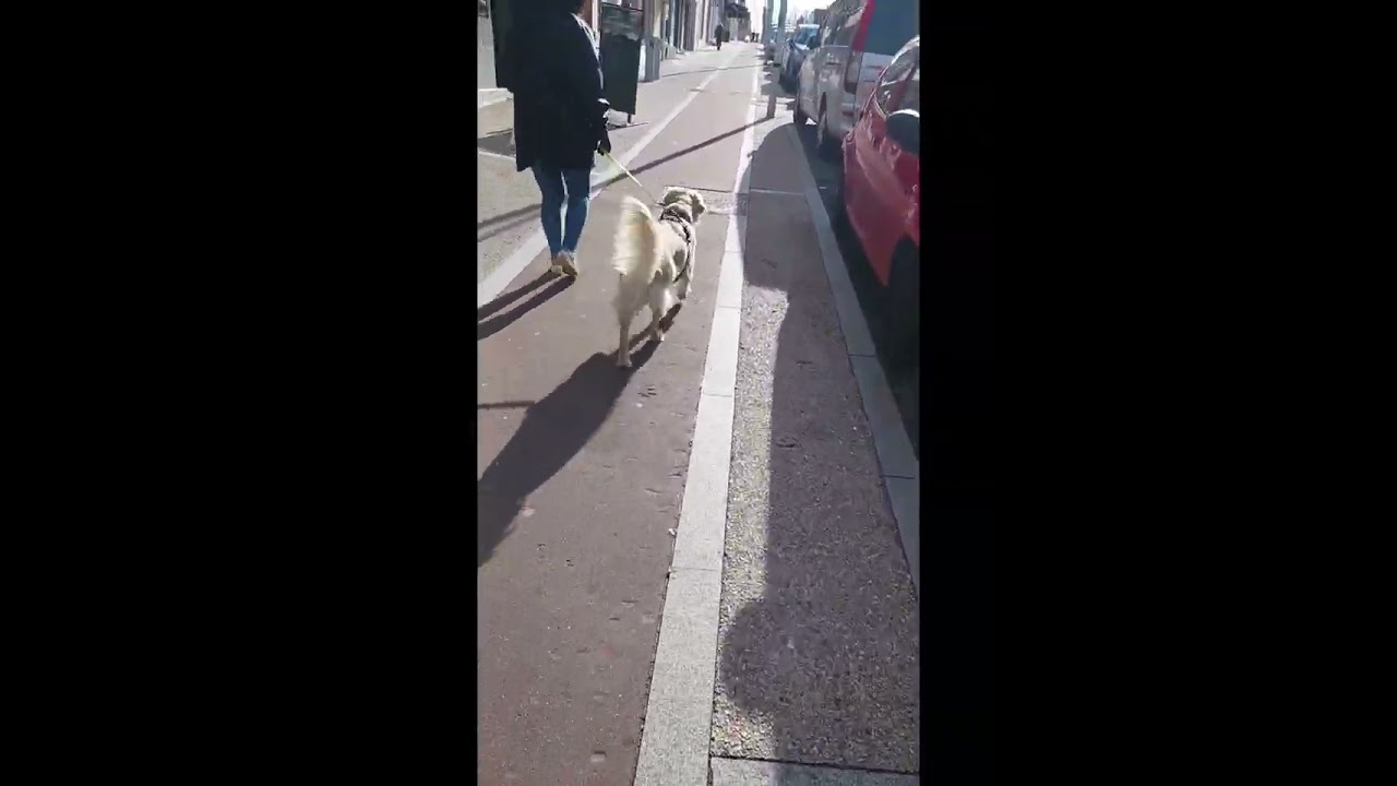 Golden ingérable en balade ? Voici la solution ! (Avant / Après)