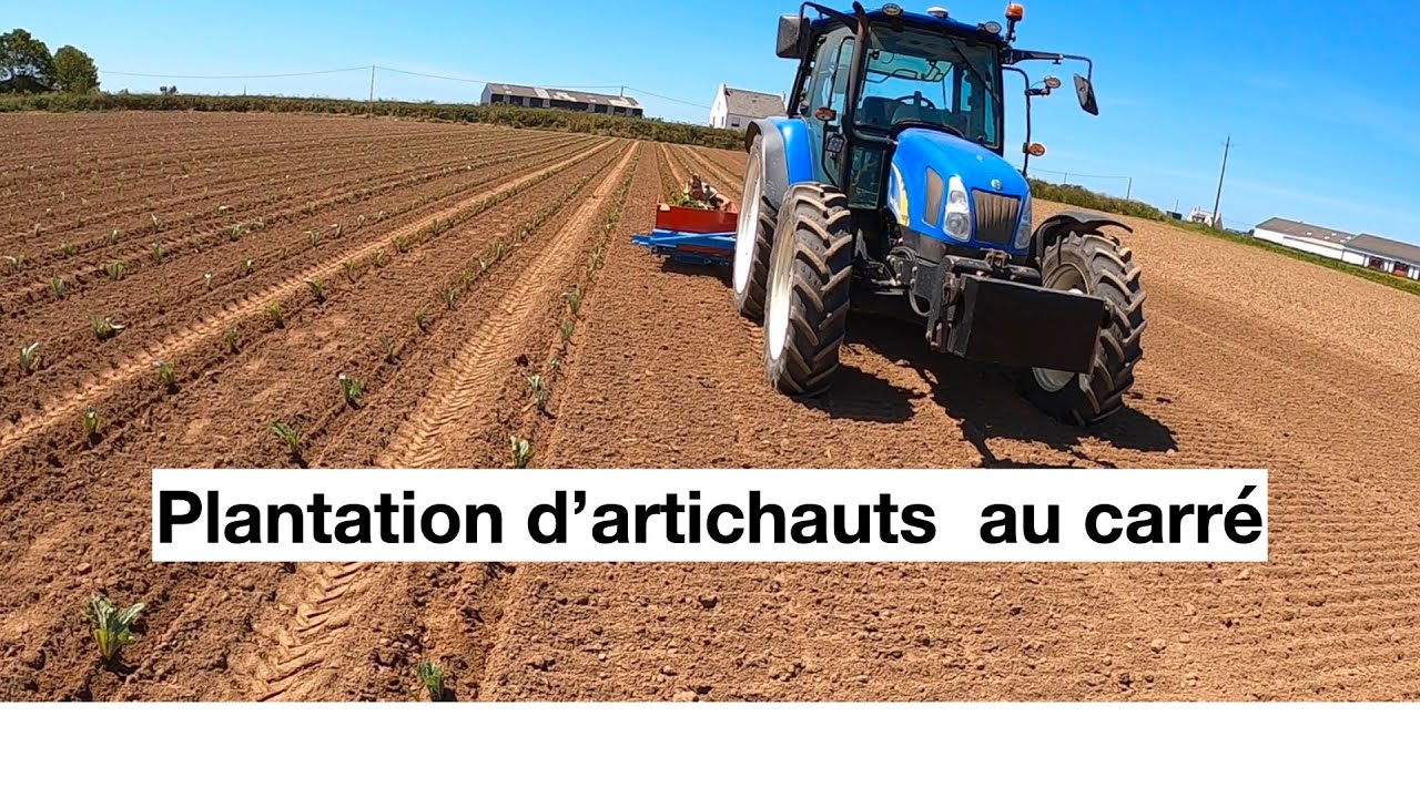 plantation au carré des artichauts ( agriculture )