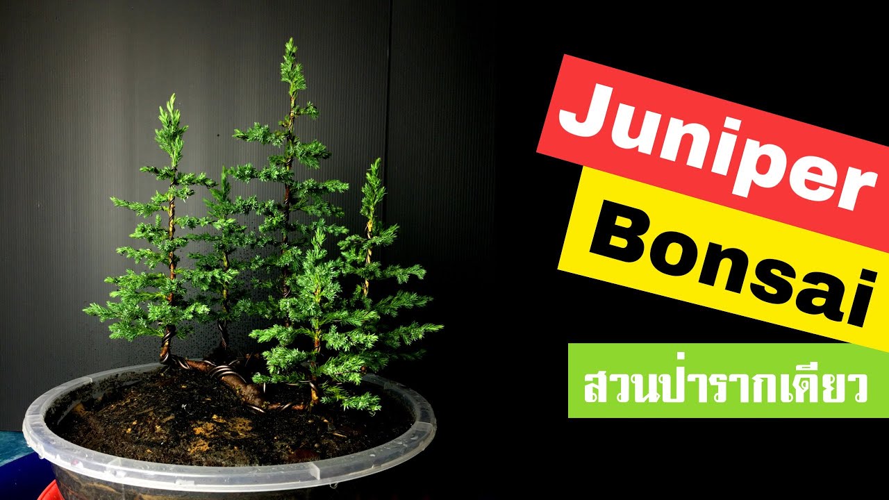 บอนไซ : การสร้างสวนป่ารากเดียว สนจูนิเปอร์ (Juniperus procumbens) | Bonsai 006