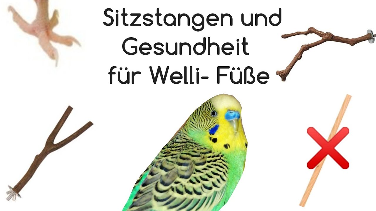 Gesundheit der welli Füße / richtige Sitzstangen?
