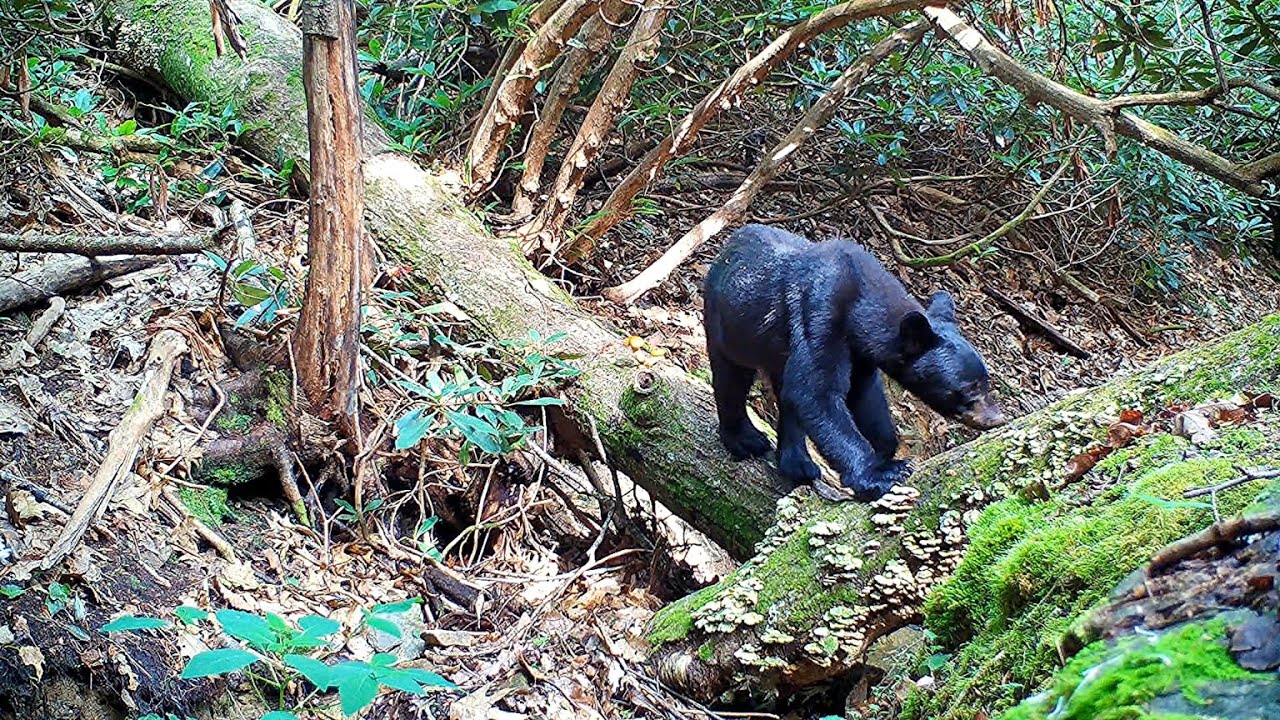 NC Wildlife: Fallen Tree Bridge - Spring / Summer 2023