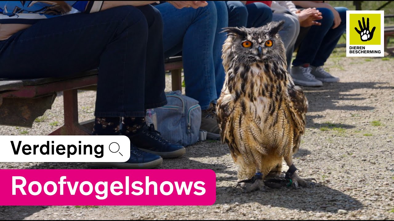 Waarom roofvogels geen huisdieren zijn