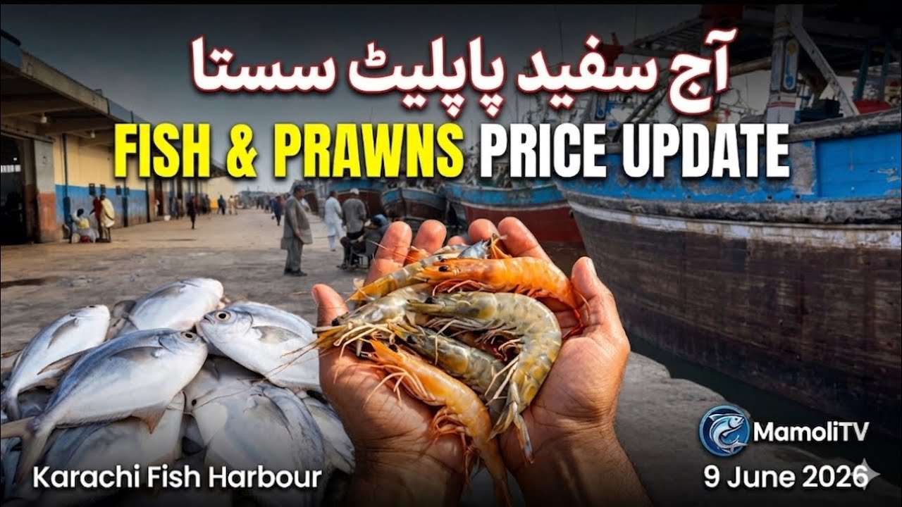 Fish and prawns price update Karachi fish harbour June 9, 2026
