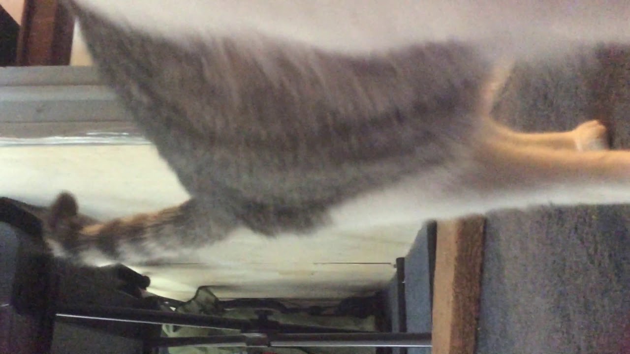 DIY Cat Scratching Solutions