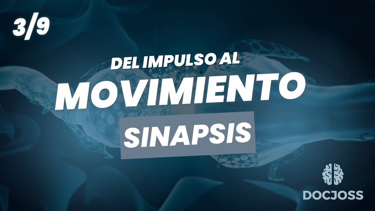 Sinapsis: el lenguaje de las neuronas