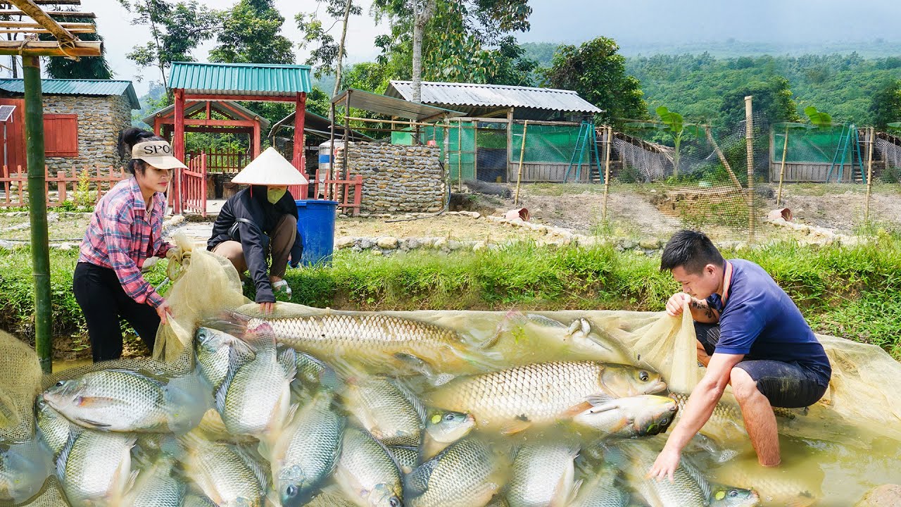 Harvesting Lots Of Fish To Sell - Cook a Meal From The Harvested Fish. Cuong Ngan Live with nature