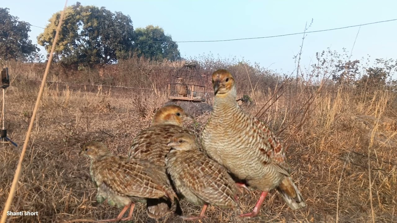 Mada titeer shikar karne ka awaaj partridge shikar video partridge shikar voice partridge hunting so