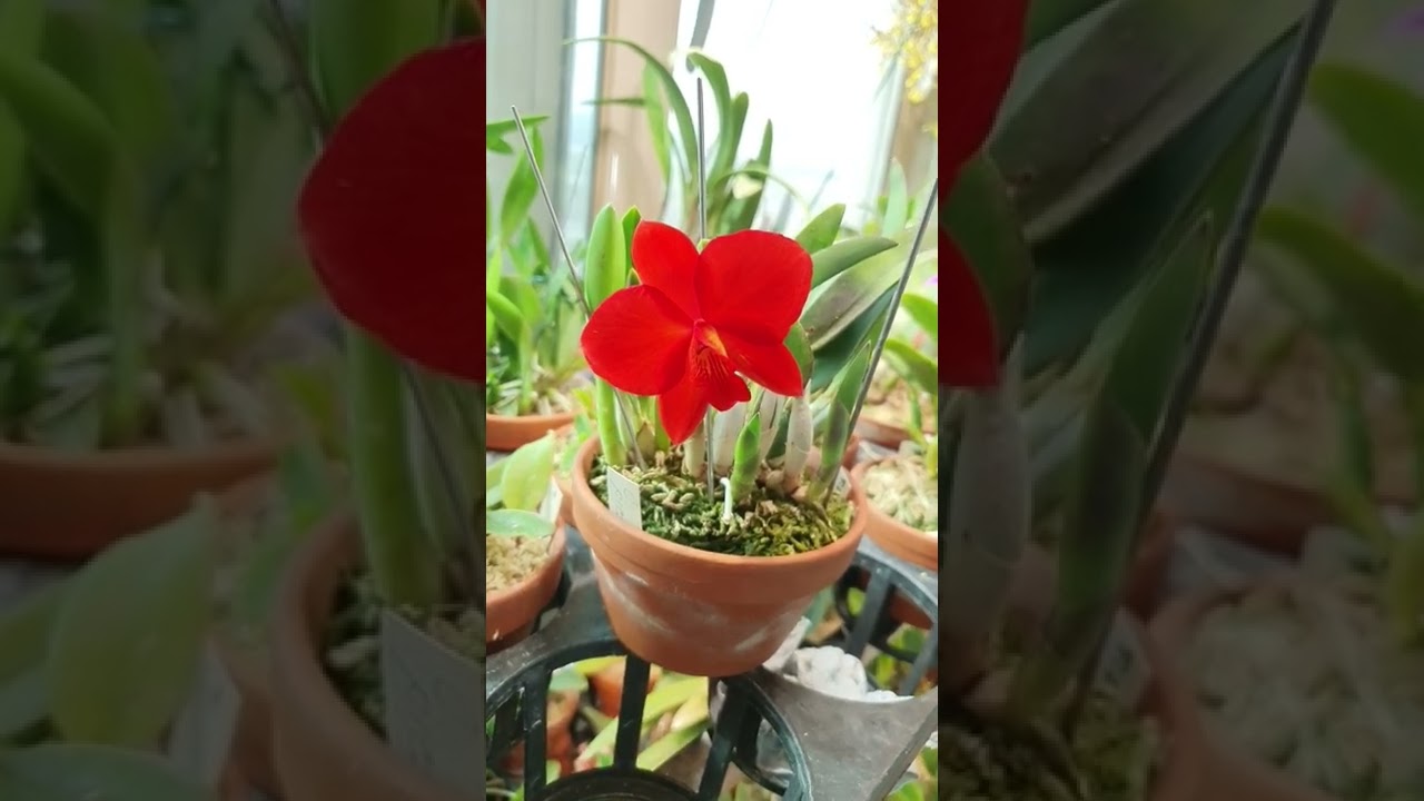 Sophronitis coccinea 4N