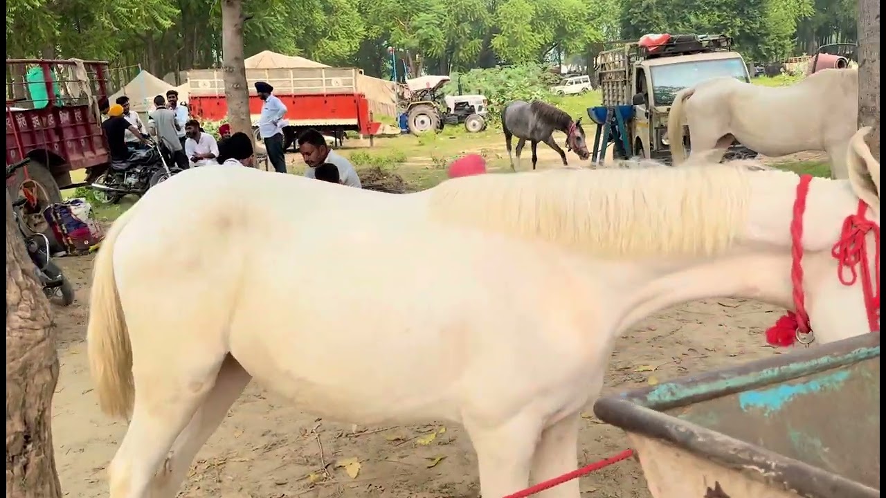 Horses 