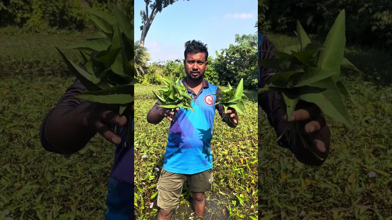 কলমি লতা শাক 🥬 কার কার ভালো লাগে??