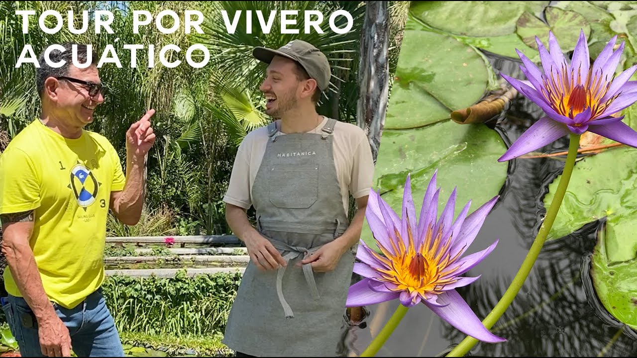 Cuidados y consejos de Nenúfares. Tour por Lotusland Vivero de acuáticas.