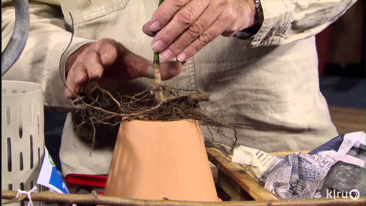 How to plant bare root trees|John Dromgoole|Central Texas Gardener