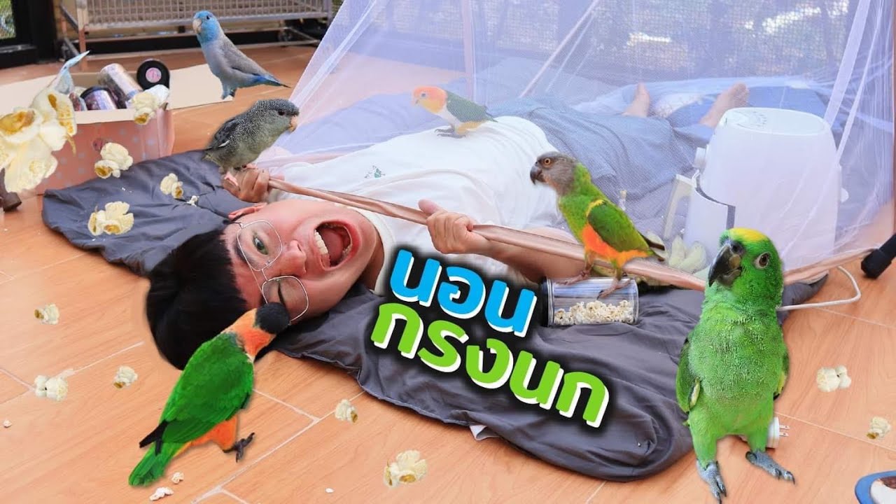 นอนกับนกในกรง จะรอดมั๊ย!!?