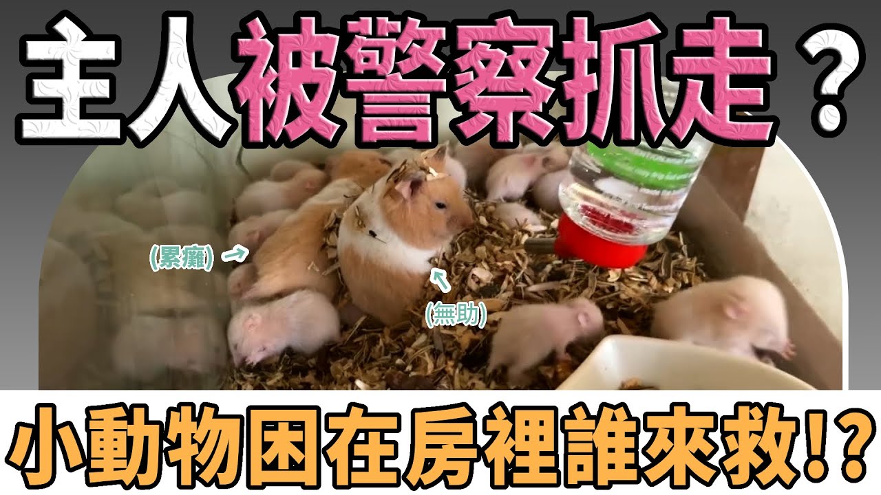 這些是我的小孩？魚缸裡幼崽爭奶，兩隻母鼠瀕臨崩潰！逃逸移工留下「鼠滿為患」的煉獄【愛鼠現場】直擊愛鼠協會現場救援案件！