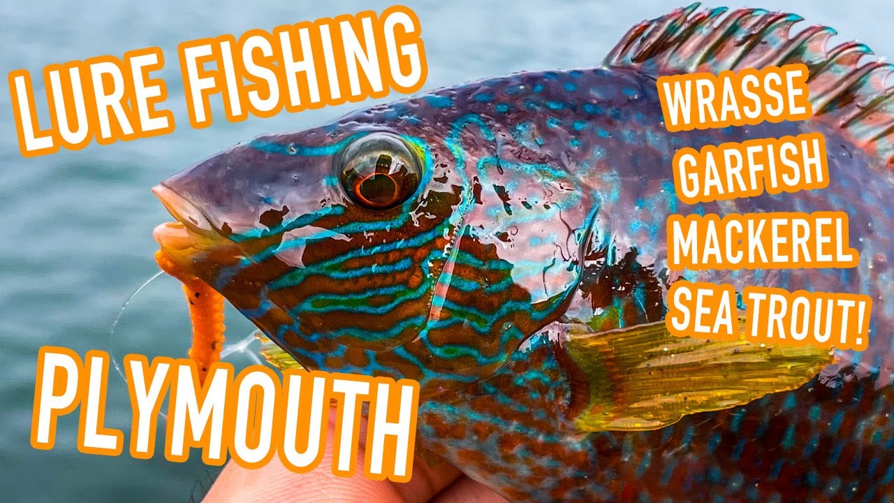 Lure Fishing in Plymouth! Mackerel, Garfish, Wrasse, Sea Trout!