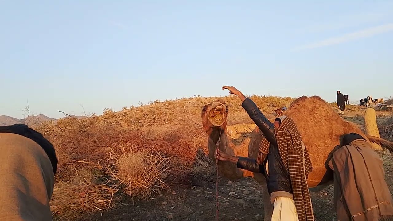 Desert King Camel 🐪 | اونٹ کی حیران کن حقیقتیں | Allah Ki Qudrat