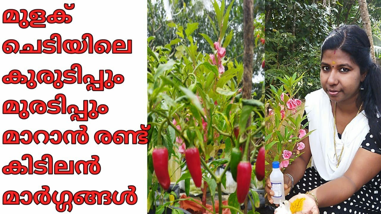 മുളക് ചെടിയിലെ കുരുടിപ്പും മുരടിപ്പും മാറാൻ രണ്ട് കിടിലൻ മാർഗ്ഗങ്ങൾ../Mulaku krishi malayalam