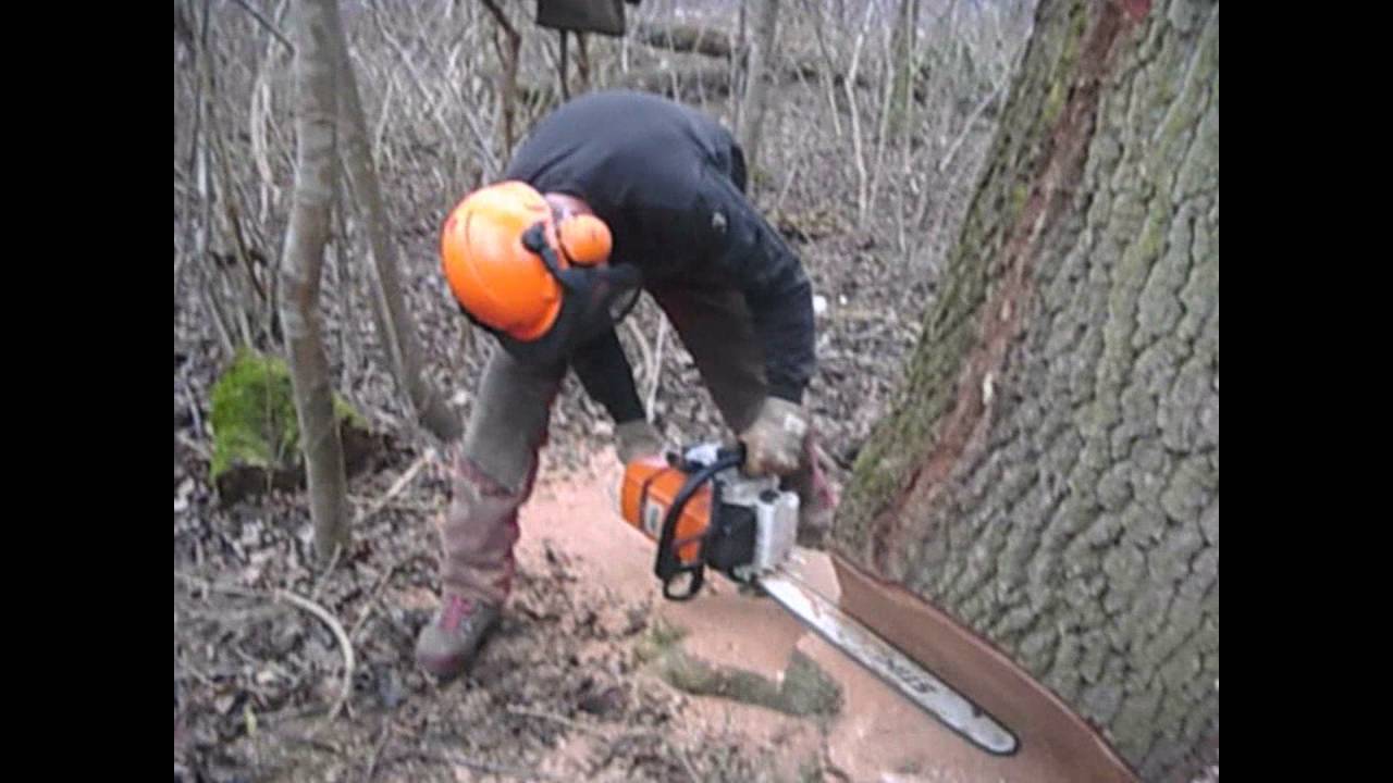 Baumfällung Eiche 2