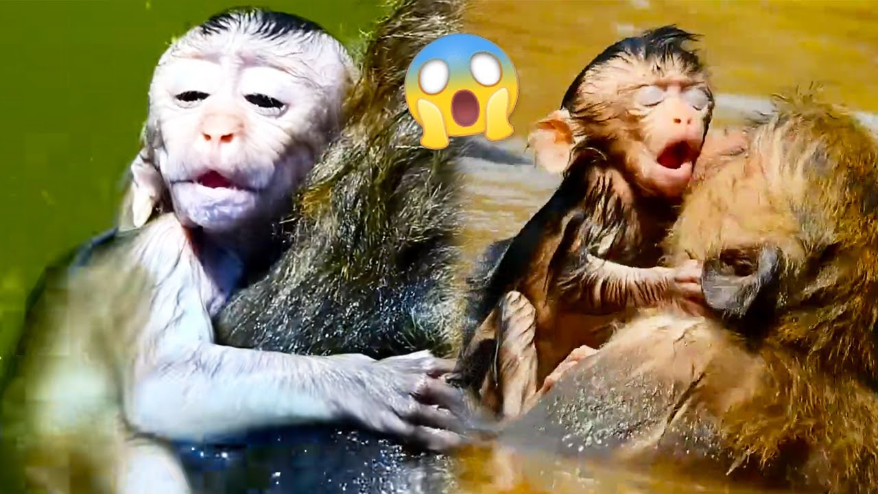 The mother monkey took the baby monkey to swim without caring that the baby was about to suffocate