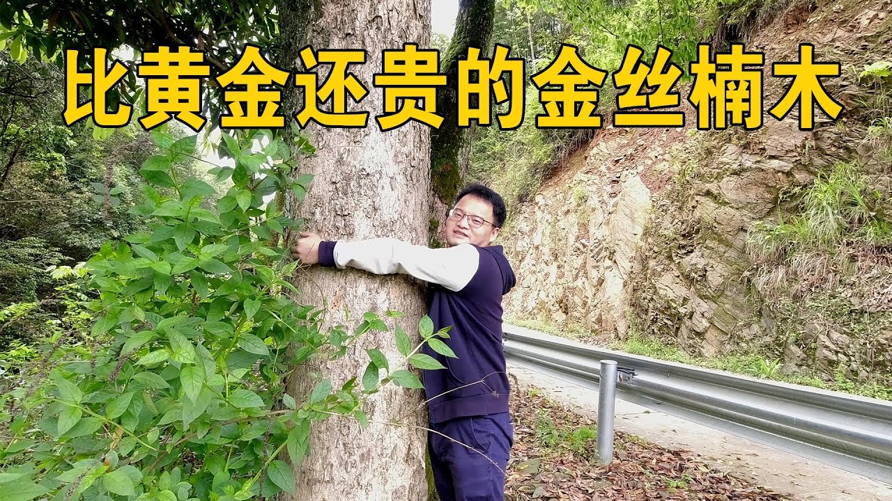 一棵价值2亿，比黄金还贵的金丝楠木，到底厉害在哪？【行迹旅途中】