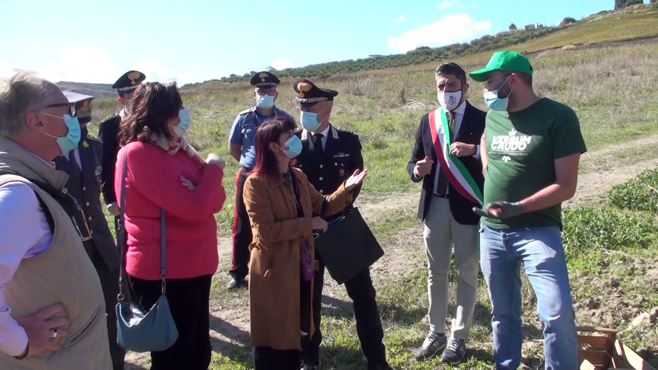 Vendemmia in terreno confiscato a famiglia mafiosa