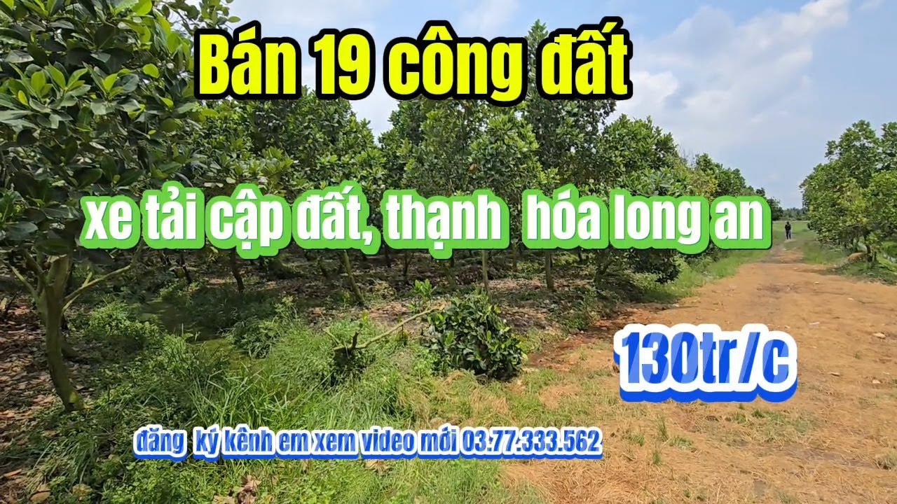 Bán 19 công đất  trả tiền  ngân hàng ,có 5 công đất  lên vườn trồng mít, giá  130tr/c