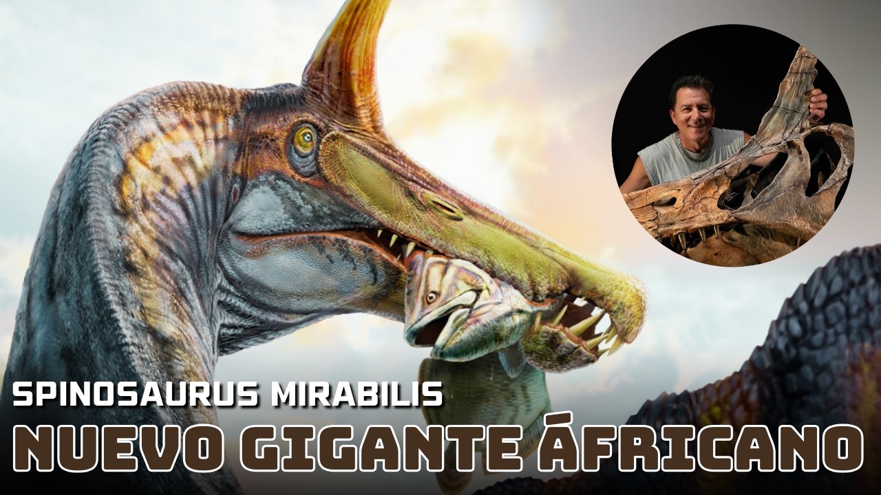 Spinosaurus mirabilis - El nuevo rey de espina alta